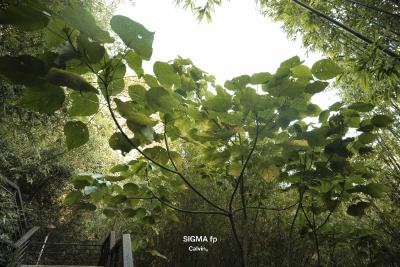 如果道德始于自私：从承认利己到理解利他